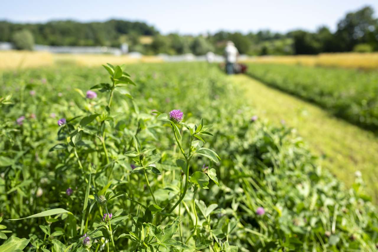 Agroscope baut 58 Stellen ab – auch in der Aussenstelle Conthey